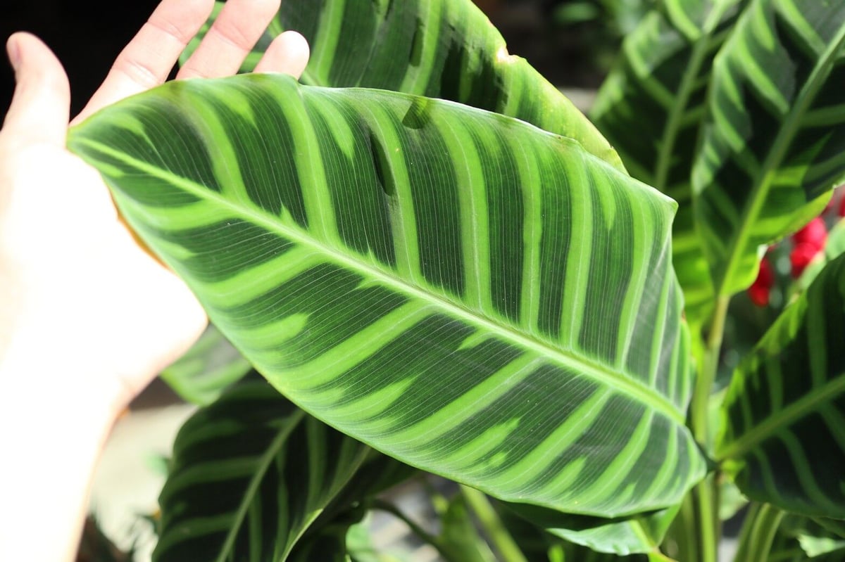 カラテア ゼブリナ | mana's farm:塊根植物・アガベ・ドライガーデン