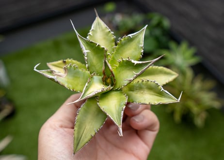 Agave Sowing seeds NO.3