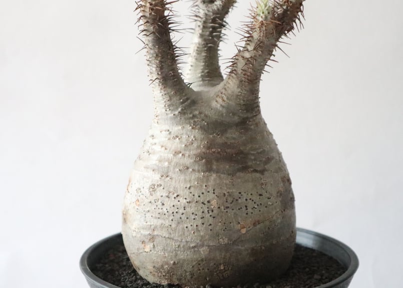 パキポディウム グラキリス 塊根植物 話題の塊根植物「パキポディウム」その魅力を徹底解説！【多肉植物狂い