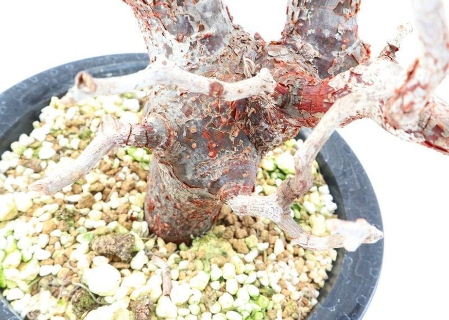5bbe20285496ff6a9d000b7d