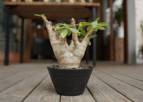 パキポディウム マカイエンセ　Pachypodium makayense