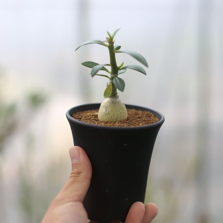 パキポディウムセット2 カクチ デンシ サキュレンタム ロスラツム エブレネウム パキポディウムサキュレンタム | STORES