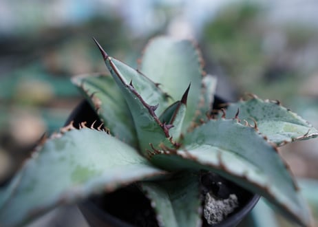 アガベ　チタノタ　ブルー　Agave Titanota Blue　No.2