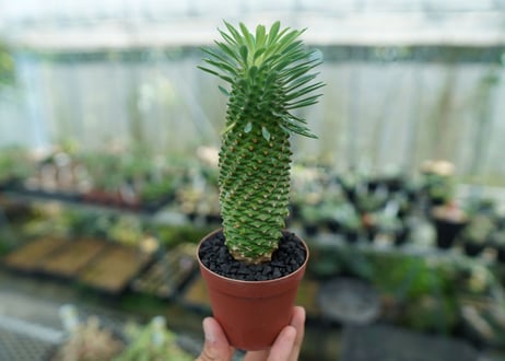 ユーフォルビア　ソテツキリン "パイナップルコーン"　Euphorbia sotetsukirin  No.10