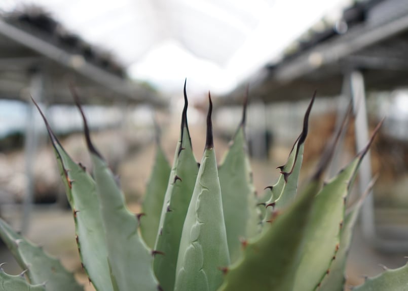 耐寒性◎】アガベ ネオメキシカーナ | mana's farm:塊根植物・アガベ