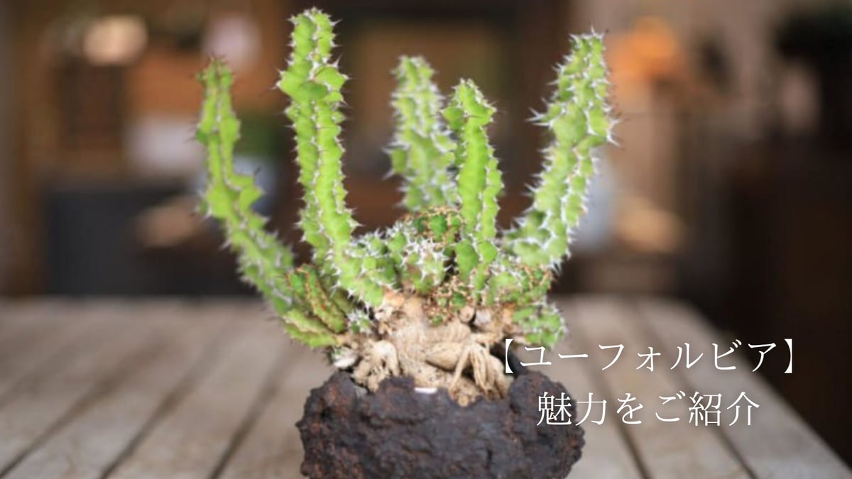 ユーフォルビアの魅力をご紹介！ | mana's farm:塊根植物・アガベ