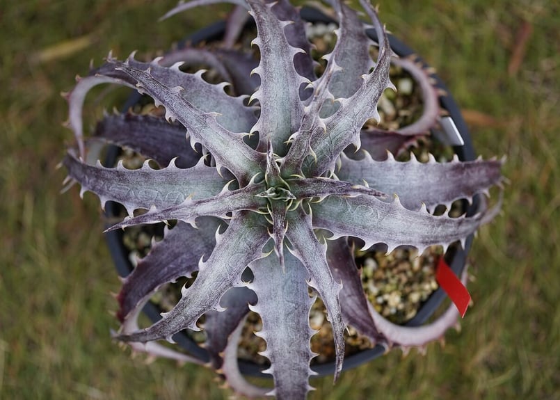 ディッキア　ケスウィック超巨大群生株 ディッキア ケスウィック超巨大群生株 ディッキア ケスウィック超巨大