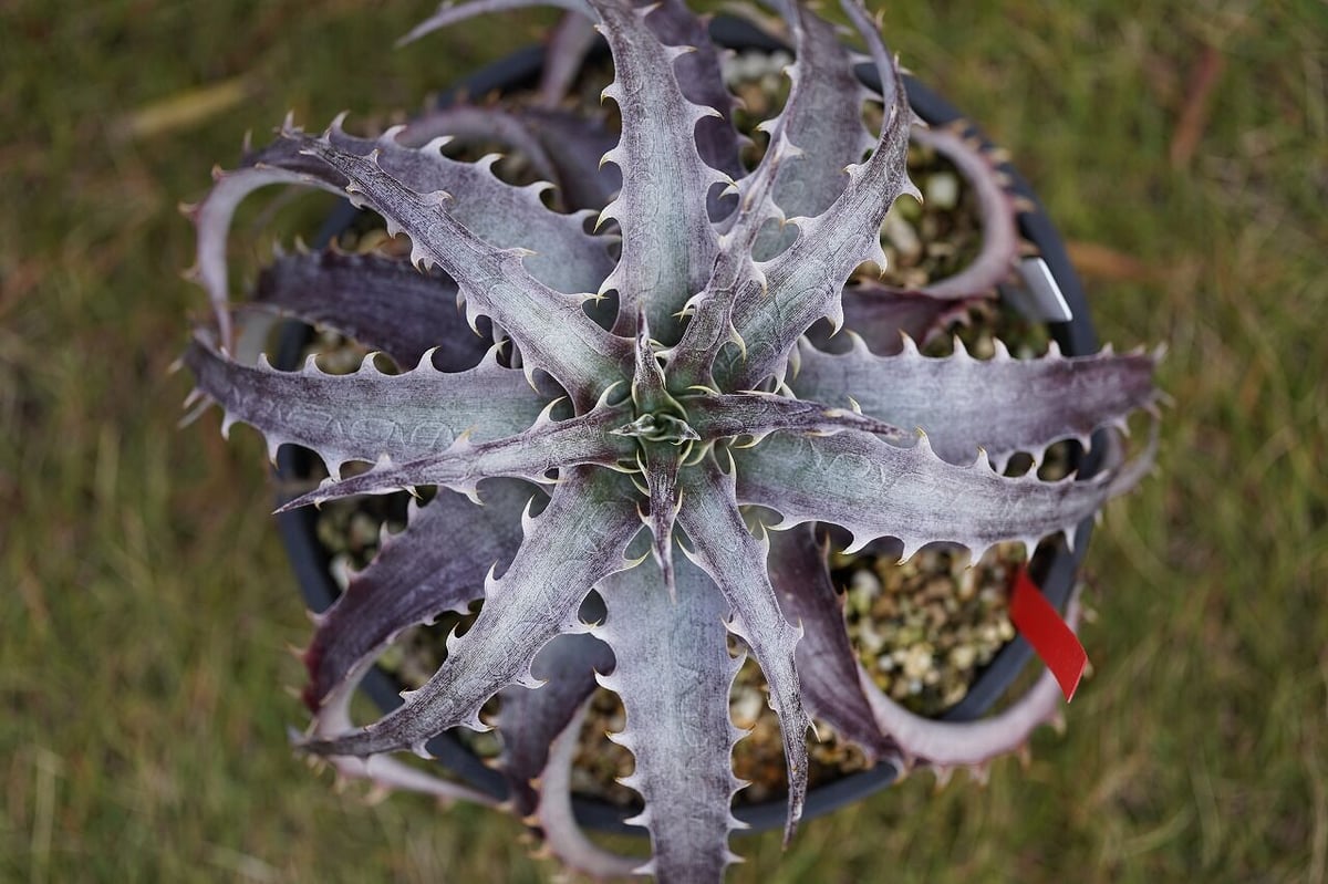 Dyckia Hulk | mana's farm:塊根植物・アガベ・ドライガーデン植物販売|