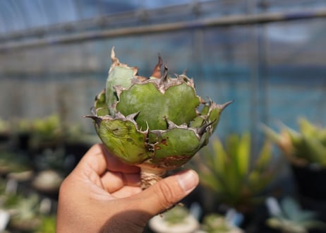 agave　titanota　ブラックアンドブルー　No.13