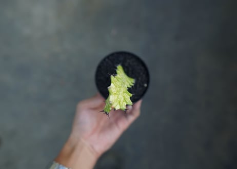 ユーフォルビア　イエローゴースト　Euphorbia lactea Yellow Ghost