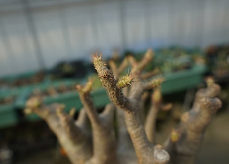 パキポディウム マカイエンセ　Pachypodium makayense　No.1