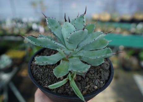 アガベ　吉祥冠　Agave potatorum No.2