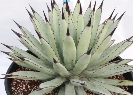 Agave macroacantha Icicle blue form