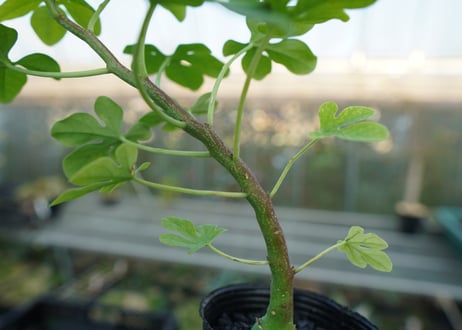 アデニア　グラウカ　Adenia glauca  No.1