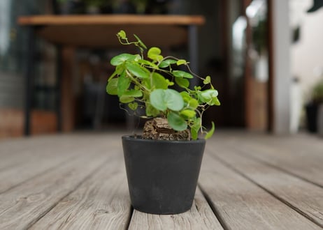亀甲竜　モンタナ  Dioscorea elephantipes var. montana