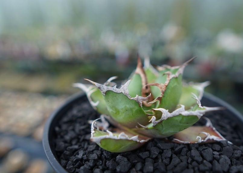 ◆アガベ！シーザー！NO.1◆ アガベ・チタノタ シーザー（凱撒）中-019｜agave titanota