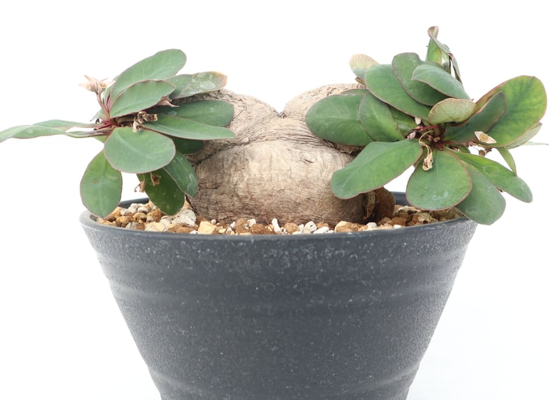 ユーフォルビア イトレメンシス | mana's farm:塊根植物・アガベ