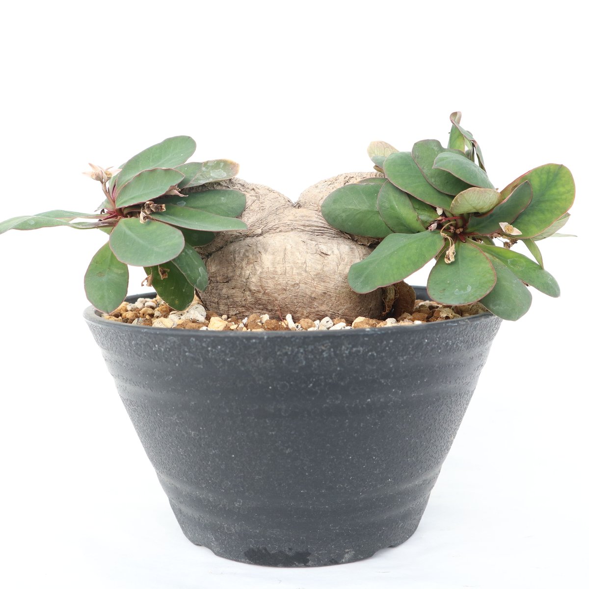 ユーフォルビア イトレメンシス | mana's green:塊根植物販売 ユーフォルビア イトレメンシス | mana's green:塊根植物販売