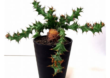 Euphorbia tortirama ユーフォルビア・ムクジエンシス