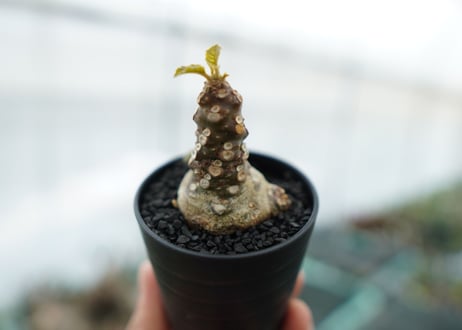 ドルステニア フォエチダ Dorstenia foetida　No.2