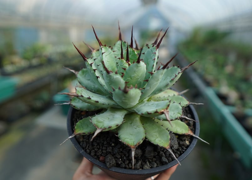 アガベ マクロアカンサ×ポタトラム Agave macroacantha×potatorum