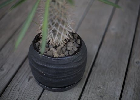 パキポディウム   ラメリー Pachypodium lamerei
