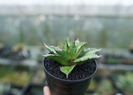 アガベ　チタノタ×ケルチョベイ　Agave titanota x kerchovei