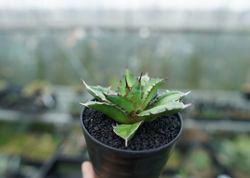 Agave Titanota Kerberos (ケルベロス) Yahoo!オークション