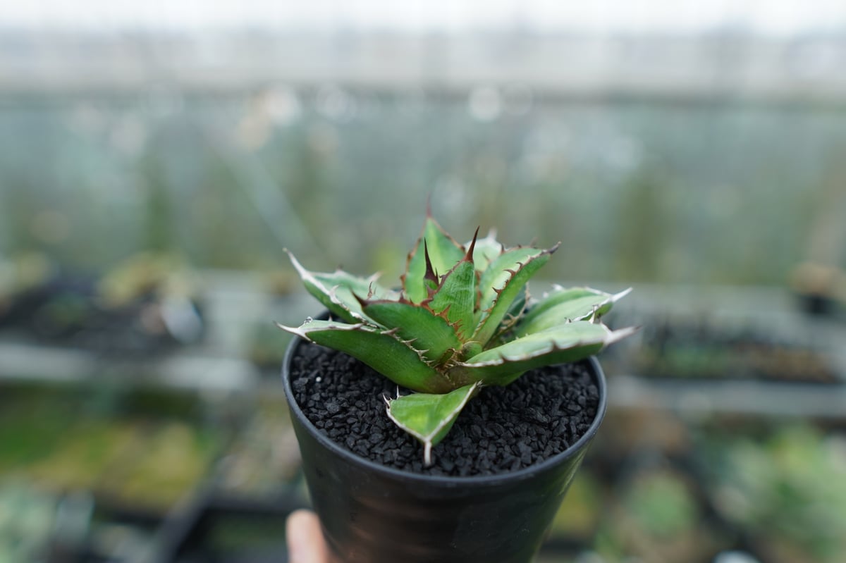 アガベ チタノタ×ケルチョベイ Agave titanota x kerchovei | ma