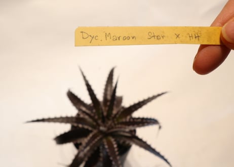 Dyckia Maroon star X HH