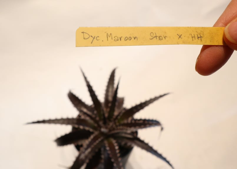 Dyckia Maroon star X HH | mana's farm:塊根植物・アガベ・