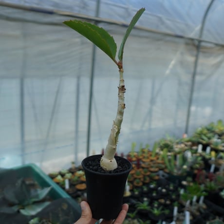 cyphostemma | STORES