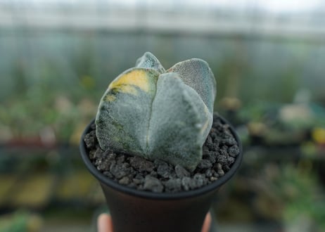鸞鳳玉　斑入り　Astrophytum myriostigma