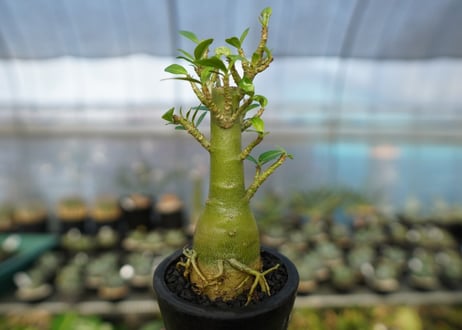 アデニウム　Adenium　No.19