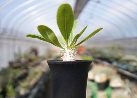 パキポディウム　恵比寿大黒 Pachypodium Densicaule　No.1