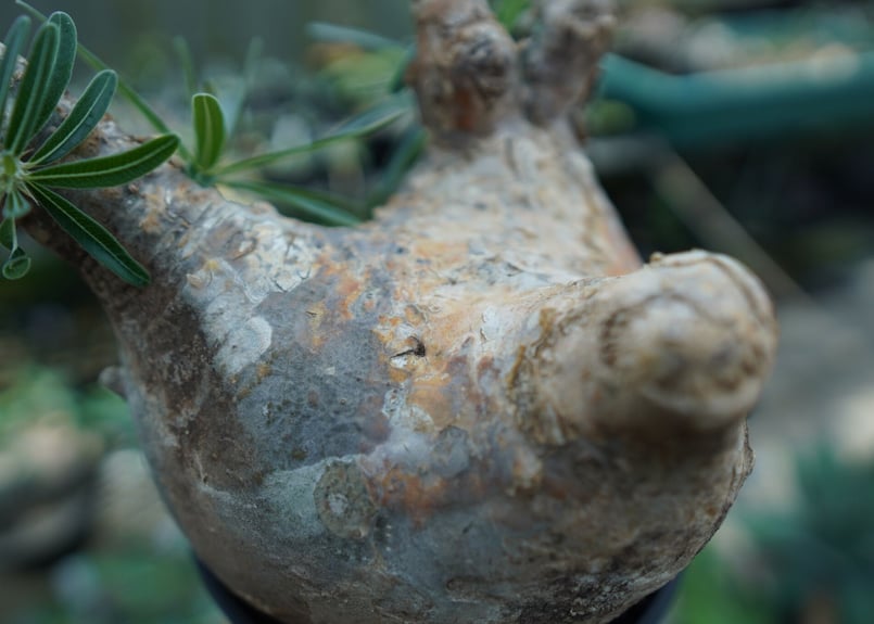 パキポディウム グラキリス Pachypodium Gracilius No.3 | ma