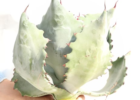 Agave colorata