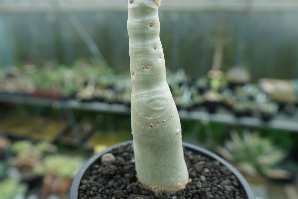 キフォステンマ　ユッタエ キフォステンマ ユッタエ Cyphostemma juttae 20230906 | SPG