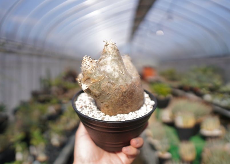 パキポディウム エブレネウム Pachypodium eburneum No.2 | mana