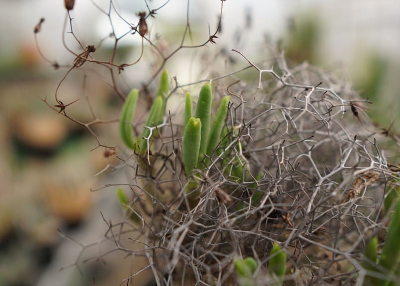 チレコドン 万物想 | mana's farm:塊根植物・アガベ・ドライガーデン