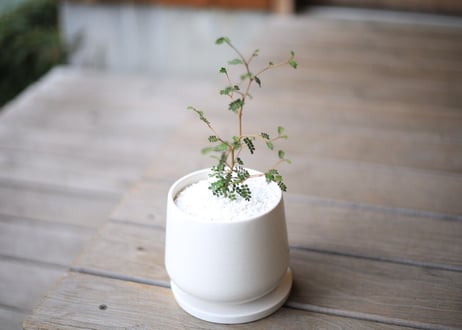 ソフォラ　ミクロフィラ 　 Sophora microphylla