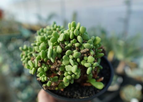 ケラリア　ピグマエア　Ceraria pygmaea