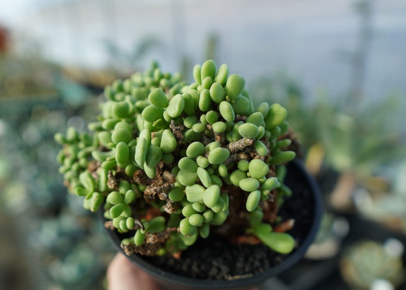 ケラリア ピグマエア Ceraria pygmaea | mana's farm:塊根植物・ア