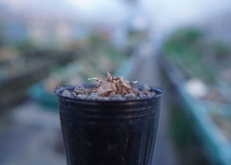 亀甲竜　Dioscorea elephantipes　No.10