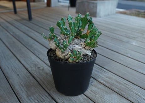 CATEGORY ユーフォルビア | mana's green:塊根植物販売|マナズ CATEGORY ユーフォルビア | mana's green:塊根植物販売|マナズ