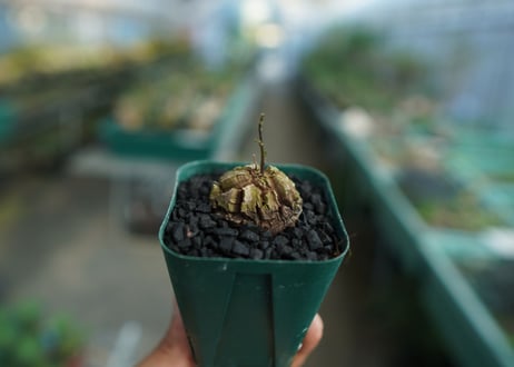 亀甲竜　Dioscorea elephantipes　No.3