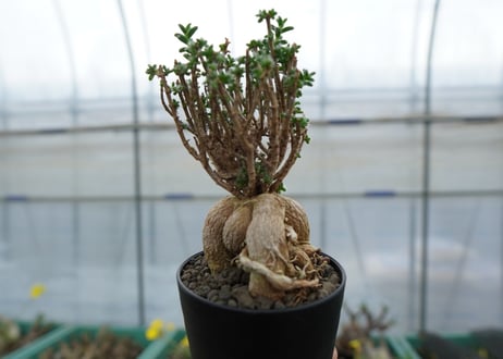 姫紅小松　Trichodiadema bulbosum  No.3