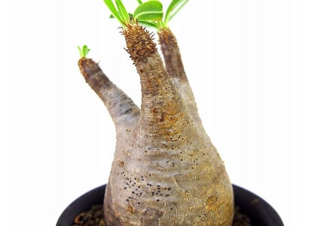 Pachypodium Gracilius パキポディウム  グラキリス  №４ little
