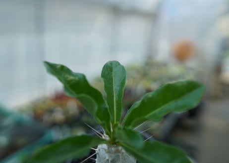 パキポディウム　サンデルシー　Pachypodeium saundersii  No.9