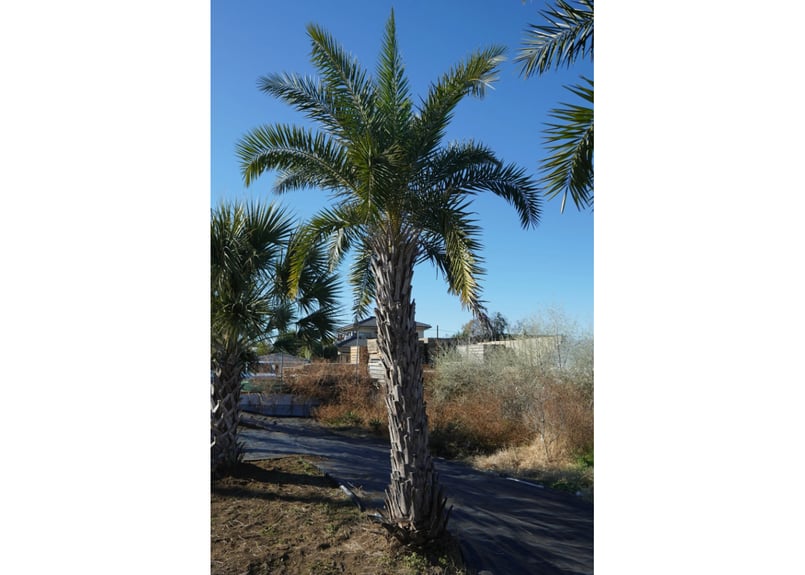 ナツメヤシ Phoenix dactylifera No.1 | mana's farm:塊根